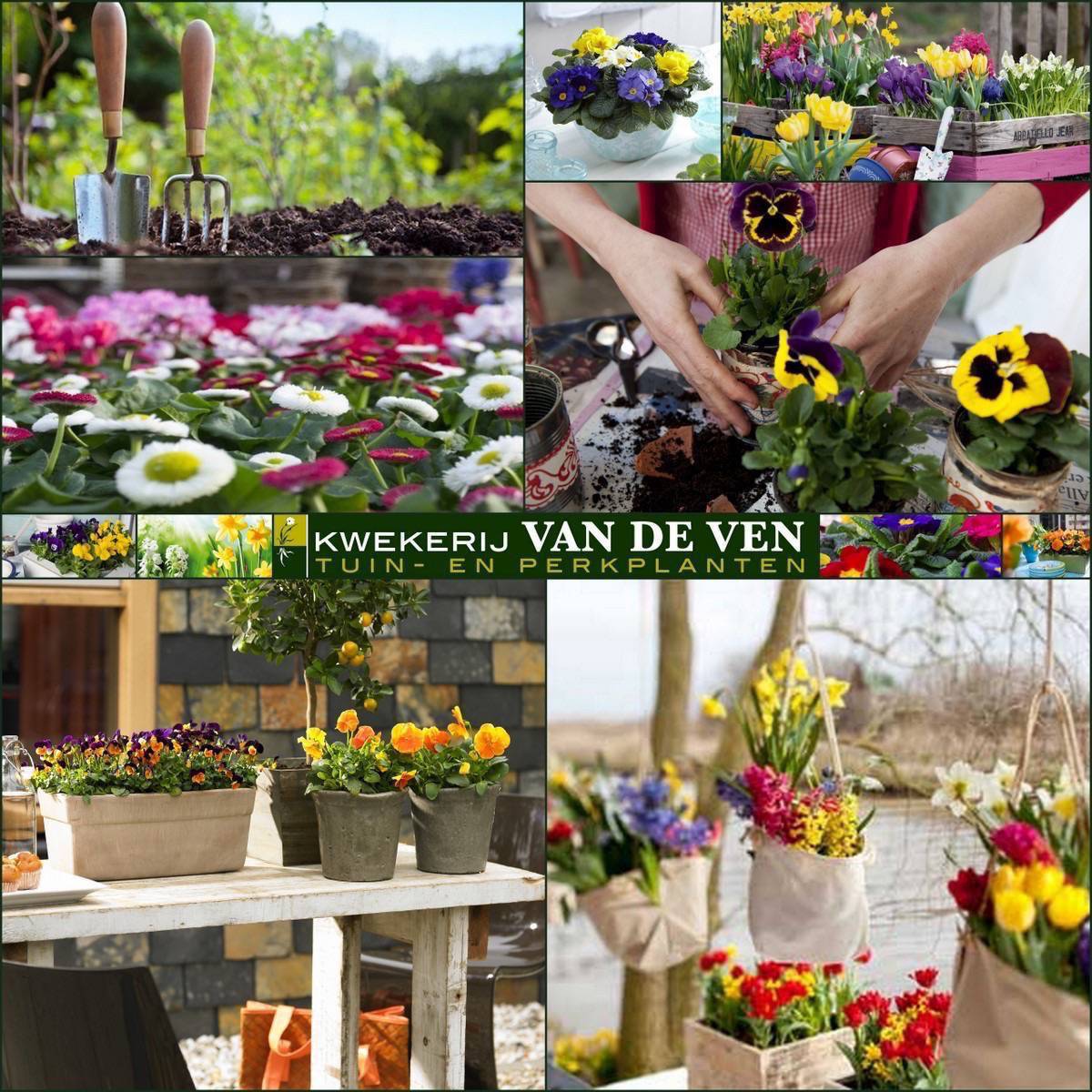 collagekwekerij