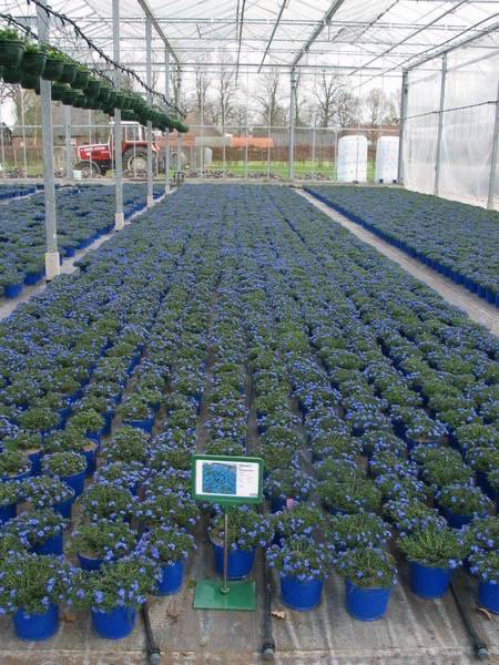 april_2010_planten_kas_007.jpg