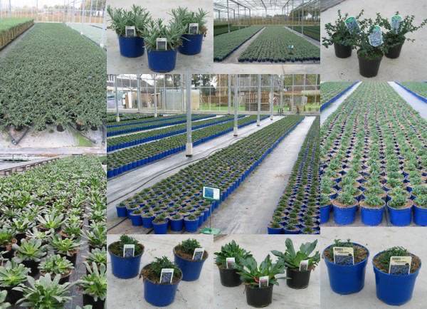 fotocollagevasteplanten.jpg