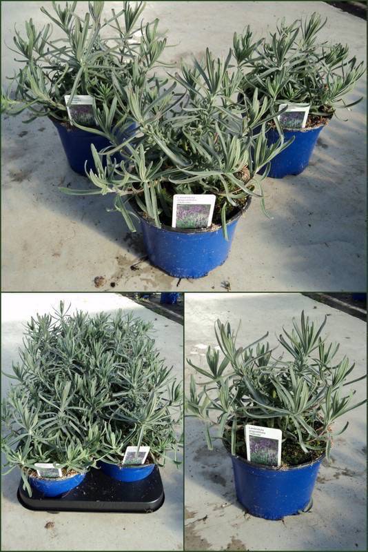 lavendel6maart2011.jpg