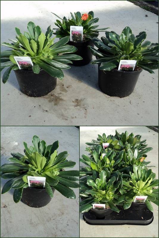 lewisia6maart_2011.jpg