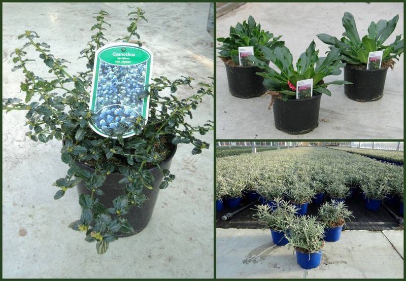 lewisia_ceanothus_lavendel.jpg