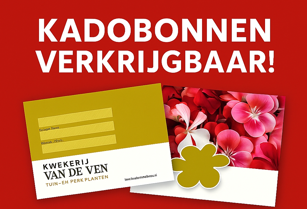 Laatste weken Violen en Herfstbloeiers!