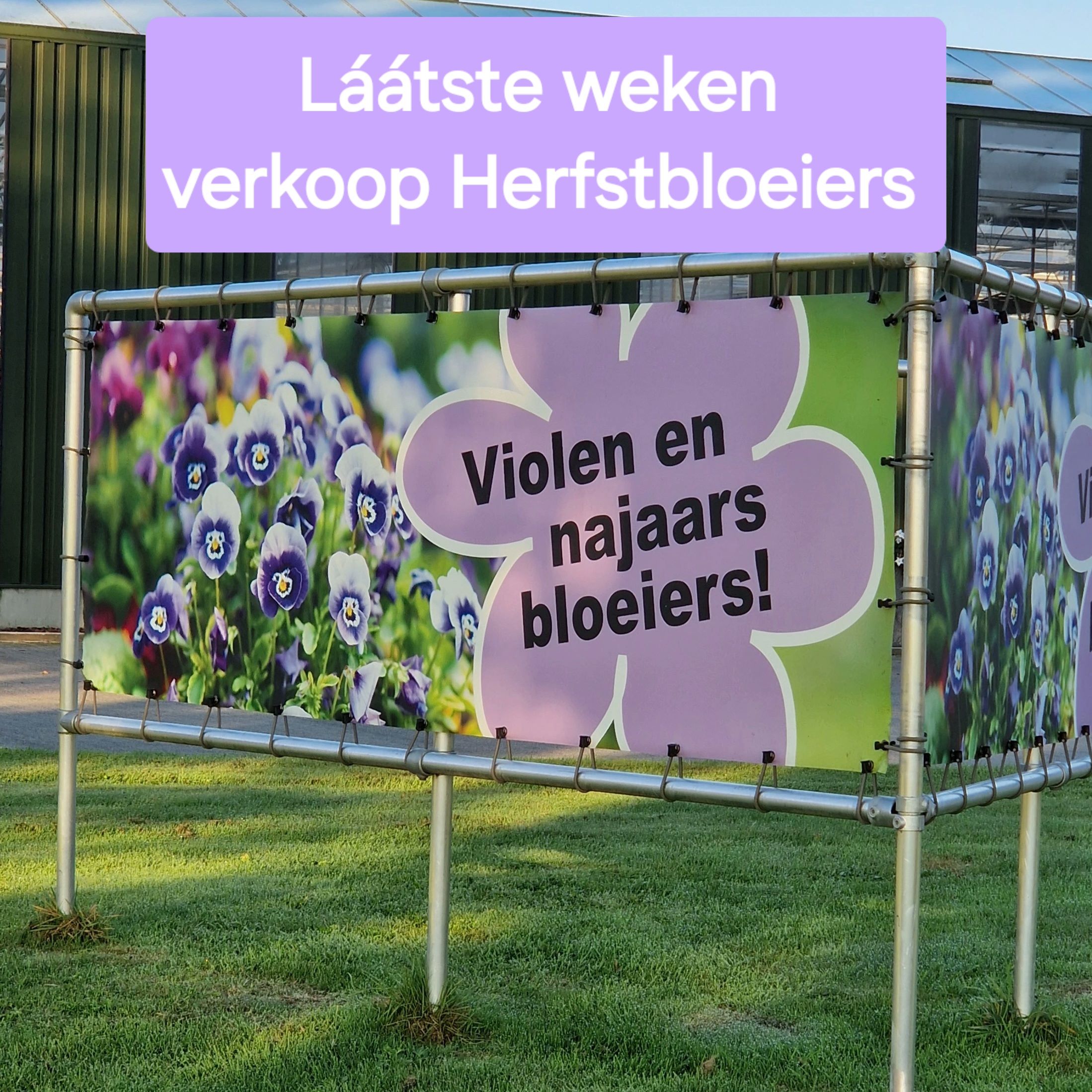 Advertenties Najaar herfstbloeiers september